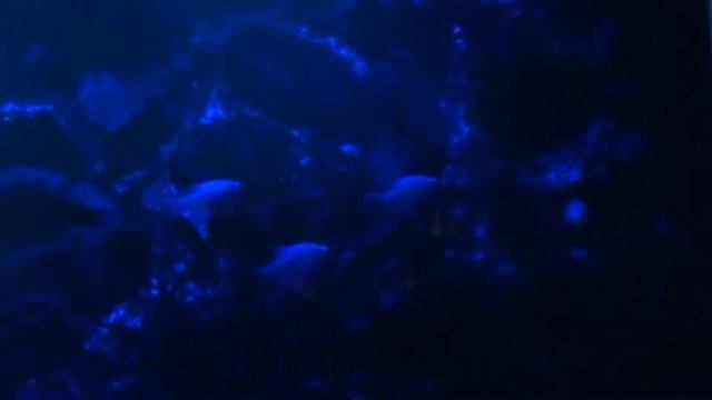 аквариум ночь смотреть онлайн