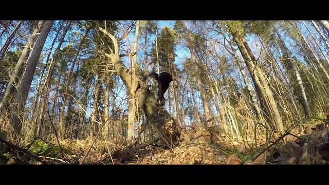 100% ЛУЧЬШАЯ ТРЕНИРОВКА СО СВОИМ ВЕСОМ (В ЛЕСУ ) смотреть онлайн