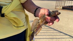 Пенсионерка поймала огромного бычка. Ходим по Керчи и снимаем всё подряд. Крым сегодня.