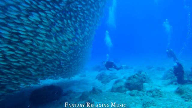Aquarium 4K VIDEO ULTRA HD - Jellyfish & Colorful Fish In The Ocean With Relaxing Music For Peacefu смотреть онлайн