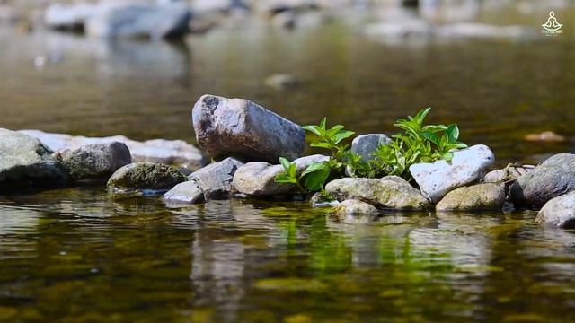 Журчание ручья Глубокого Крепкого Сна #jdh #длясна #журчаниеручья #relax #meditation смотреть онлайн