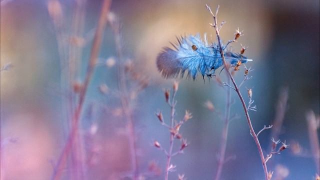 До я - Роберт Адамс, лекция смотреть онлайн