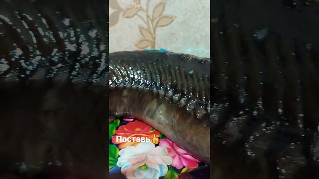 Что это за #Чудовище?#осетрина#стерлядь или что? #shorts#короткие_видео смотреть онлайн