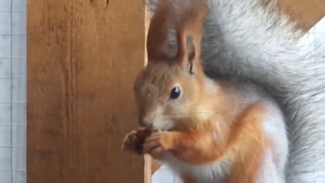 Бельчатник2. Бугульма. Правозащита. смотреть онлайн