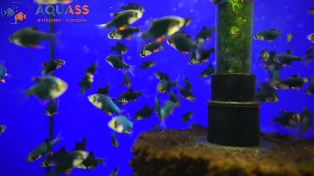 ?Aquass - Барбус мшистый мутант Barbus Tetrazona var. green