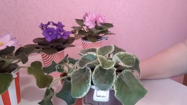 Болезни фиалок : сосудистый бактериоз и фузариоз. Чем же больны мои фиалки