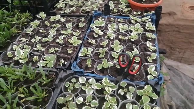 Плектрантус☘️ или "комнатная мята" или "гроза моли"?! Черенкование✂️ смотреть онлайн