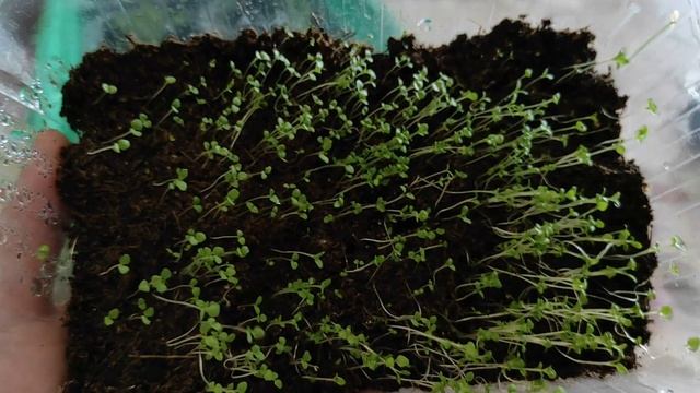 РАССАДА ЦВЕТОВ ВЗОШЛА. КАКИЕ РЕЗУЛЬТАТЫ? #рассада #всходысемянцветов #ясколка #львиныйзев #виола