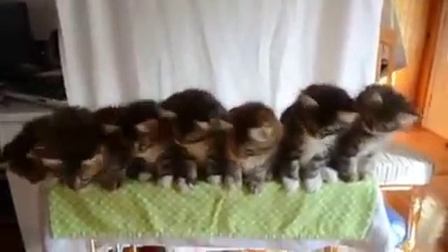 Котята танцуют под рэп смотреть онлайн