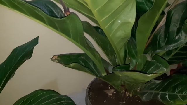 ANTHURIUM JEMANI COBRA KATALOG