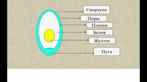 Ошибки при инкубации.Последствия применения перекиси водорода для обработки инкубационного яйца.