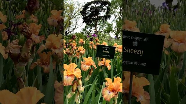 МЫ ЖДАЛИ ЭТОГО 18 лет "Иридарий: Радуга цветов в Никитском саду" смотреть онлайн