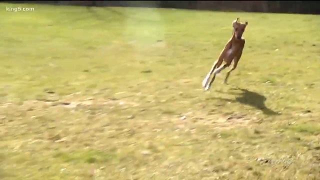 A Rare Breed Indeed! An Azawakh To Compete In Seattle's Dog Show