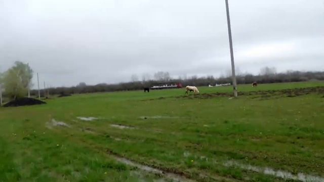 Как же всё-таки непросто найти место под пасеку! 20.04.2021. смотреть онлайн