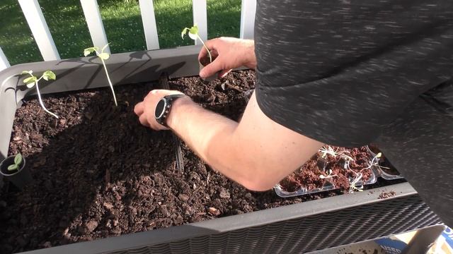 Planting my 120L Keter Planter смотреть онлайн