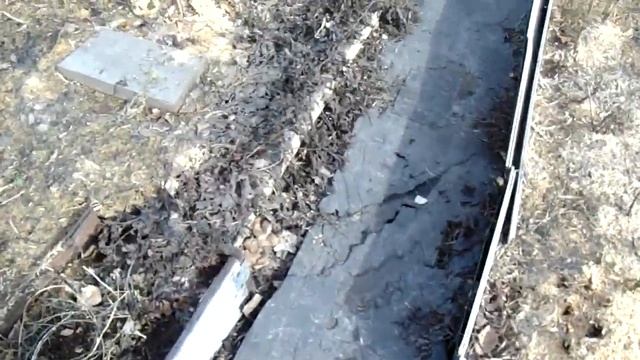 Седум(очиток) - что делать весной?