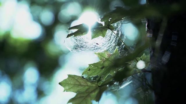 (тизер) Пространственный перформанс от команды Владимира Горлинского в Переделкино #нАПИКе смотреть онлайн