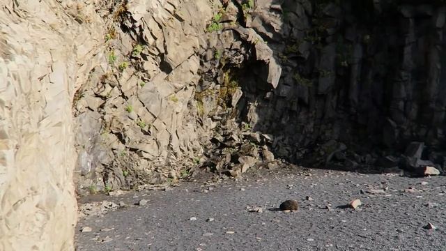Exploring Iceland's Black Sand Beach