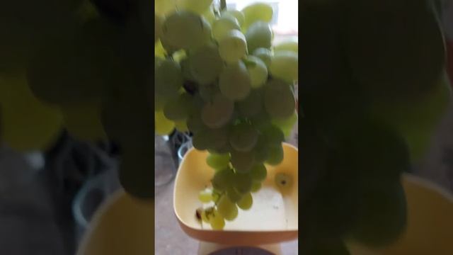 Средня гроздь винограда Аркадия?