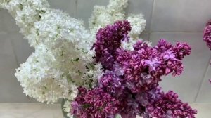 КАК СОХРАНИТЬ СВЕЖЕСТЬ СРЕЗАННОЙ СИРЕНИ /ПРЕКРАСНАЯ СИРЕНЬ /ПОДГОТОВКА ЦВЕТОВ /ШИКАРНЫЙ БУКЕТ