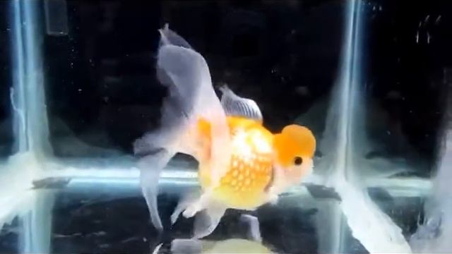 Nu's Crown Pearlscale - VNGS 2012 смотреть онлайн