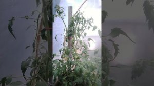 Томат Сержант Пеппер. Строение куста
