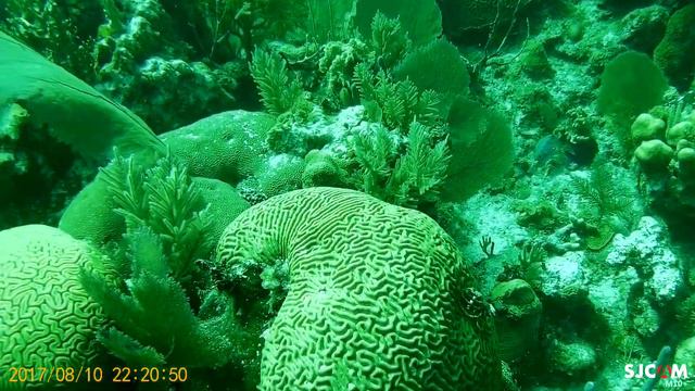 Карибы.Белиз.Дайвинг.Барьерный Риф.Мягкие корралы.Август2017 11 смотреть онлайн