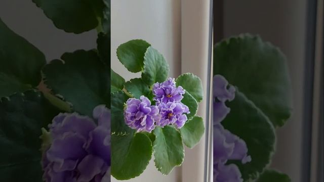 Фиалка ЛЕ- Кристина #фиалки #сенполия #цветы смотреть онлайн
