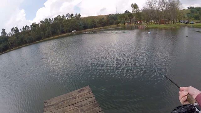 Fly Fishing For Trout In Urban Pond (Edenvale Quarry) South Africa смотреть онлайн