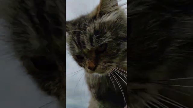 Мама кошка и котята на прогулке 😻 cat and kittens смотреть онлайн