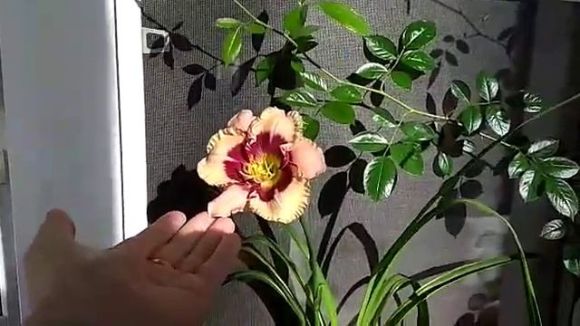 Расцвёл лилейник на балконе в режиме самоизоляции смотреть онлайн