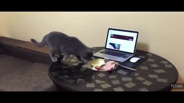 отучить кота лазить на стол смотреть онлайн