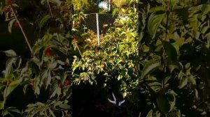 Кизил в Подмосковье