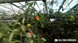 Томат Колибри.