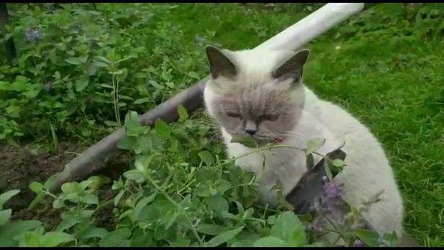 Осторожно Котовник!