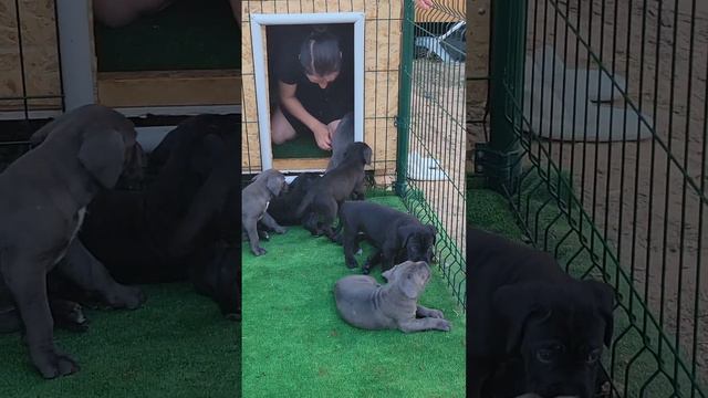 Будущая охрана и защита! Щенки Кане-корсо 1.5 месяца. Родились 24 06.23 года. 050-416-70-87 Одесса. смотреть онлайн