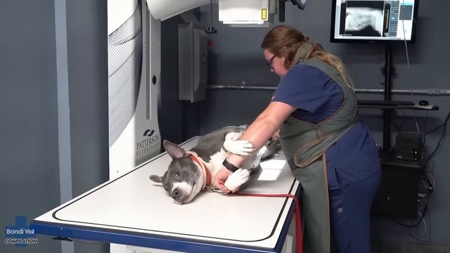 Top 5 Pet's Bladder Catastrophes ? Bondi Vet Compilation | Bondi Vet смотреть онлайн