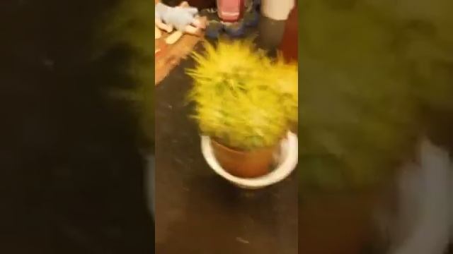 Желтый кактус кактус смотреть онлайн