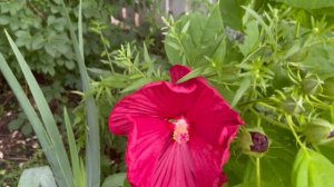 Honeymoon Hibiscus 朱槿