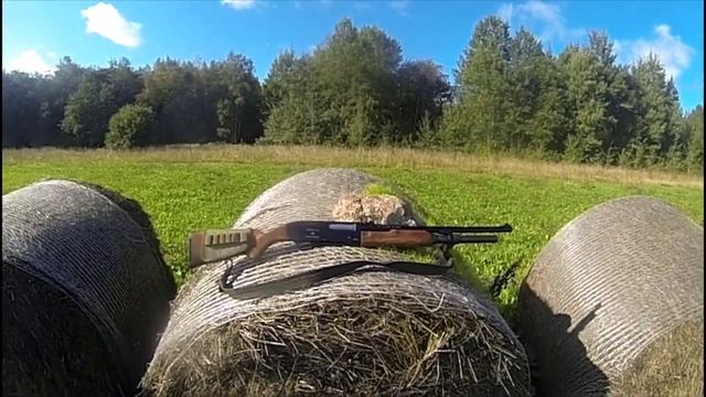 Нападение волка во время охоты с шотландским сеттером Ларсом. смотреть онлайн