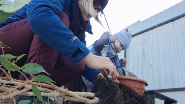 Спасаем брошенный, засохший цветок - фикус бенджамина ? смотреть онлайн