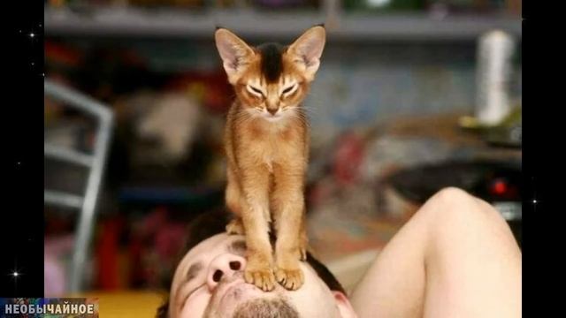 Знаете ли Вы, Почему Кошка Топчет Вас Лапками? ¤ НЕОБЫЧАЙНОЕ смотреть онлайн