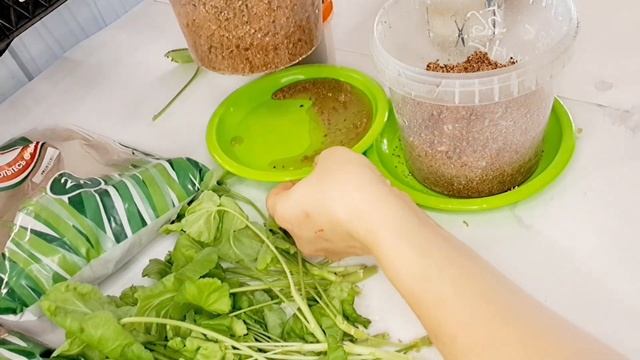 ПРОВОЖУ ЭКСПЕРИМЕНТ. УКОРЕНЕНИЕ ЧЕРЕНКОВ ПЕЛАРГОНИИ В ВЕРМИКУЛИТЕ. смотреть онлайн