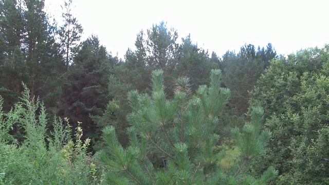 Дегельминтизация кроликов / Пижма, Полынь, Хвоя / Убиваем паразитов смотреть онлайн