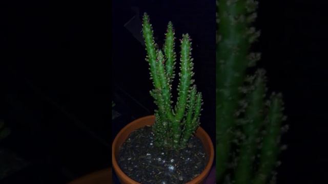 Night view - Cactaceae - All the family Austrocylindropuntia's. смотреть онлайн