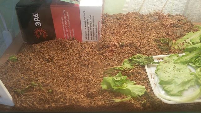 Уход за сухопутной черепахой ( питание, купание , зимовка ). смотреть онлайн