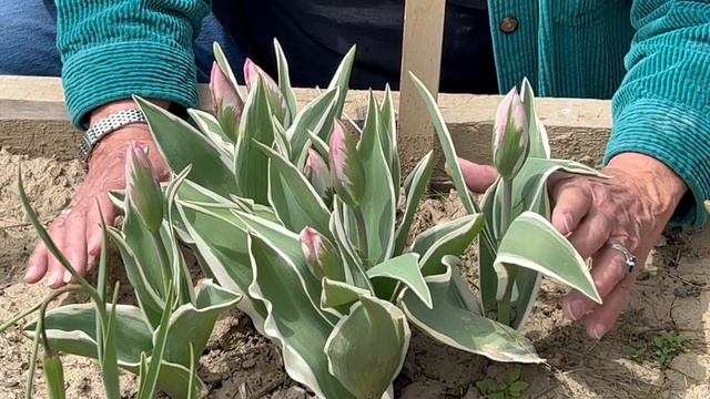 Bulbs for Fall Planting: The Green or Viridiflora Tulip, Esperanto смотреть онлайн