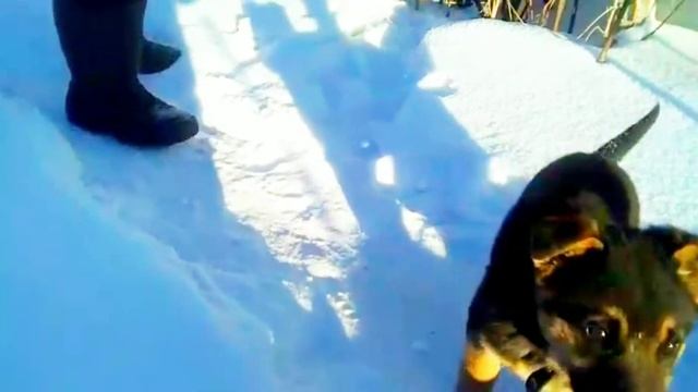 Щенок Восточноевропейской овчарки Амур 2 месяца учим команды КО МНЕ и СИДЕТЬ смотреть онлайн