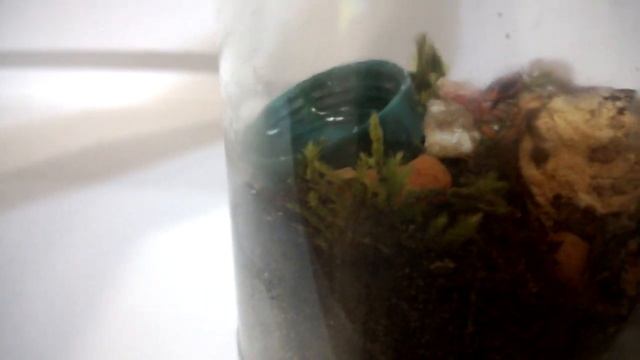 Мой вечный террариум!!!Часть 1. смотреть онлайн