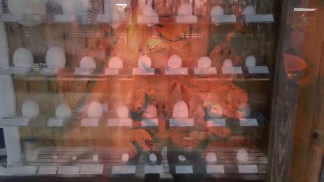 Таллинский зоопарк Tallinna Loomaaed 2022 смотреть онлайн